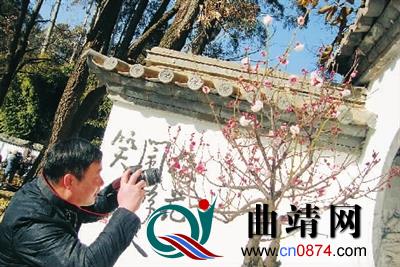 第14届中国梅花腊梅展昆明举行 曲靖两梅花盆景抱得铜奖归